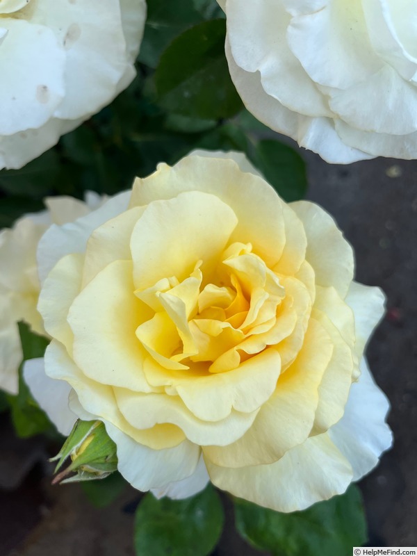 'Gary Karr' rose photo