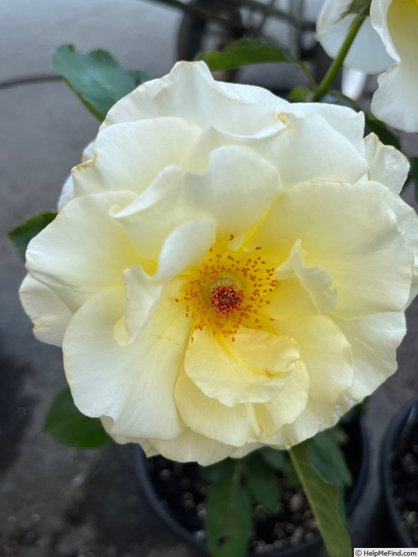 'Gary Karr' rose photo