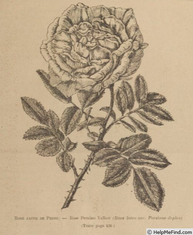 'Jaune de Perse' rose photo