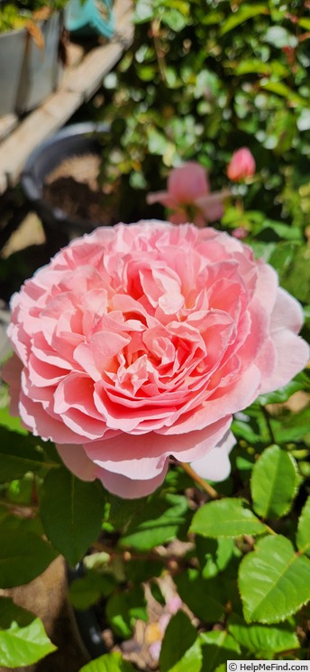 'Heidi's Wedding Rose' rose photo