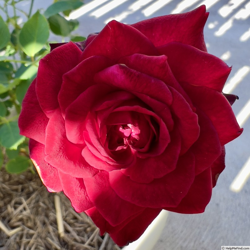 'St. Francis Xavier' rose photo