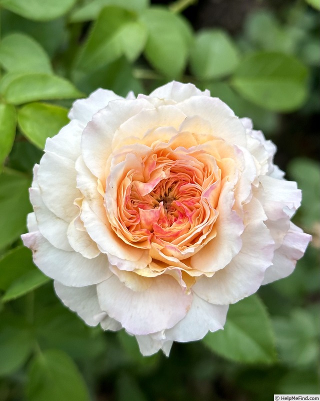 'Angels Delight (floribunda, Jalbert, 2022)' rose photo