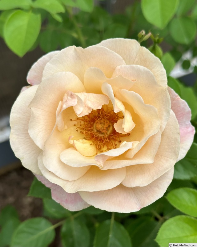 'Beverly Ann Clay' rose photo