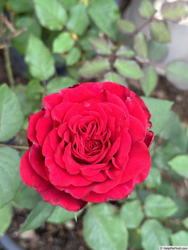 'Beloved (Hybrid tea. Jalbert. 2015)' rose photo