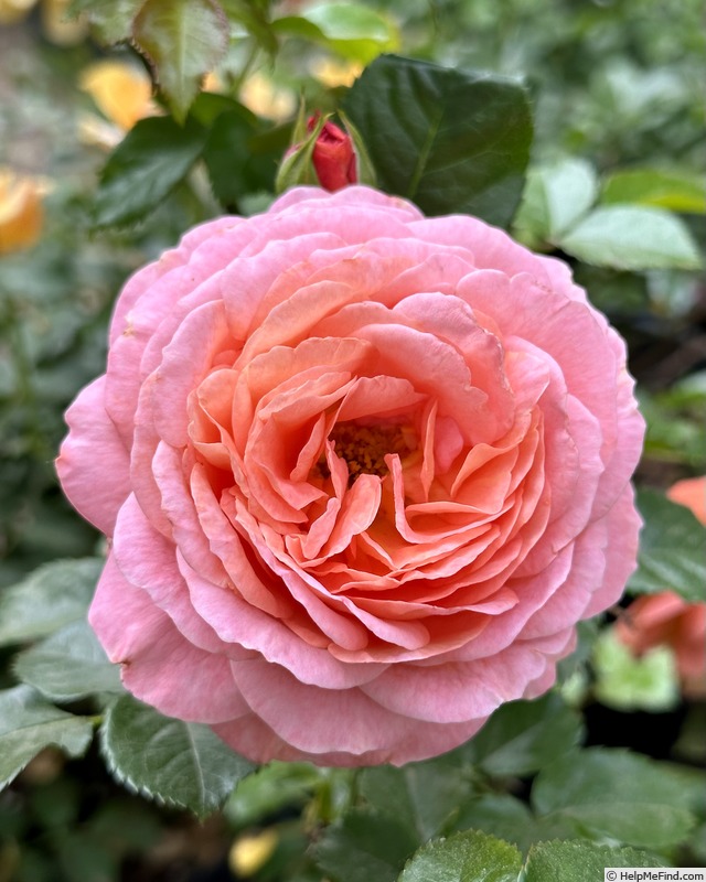 'Coquitlam' rose photo