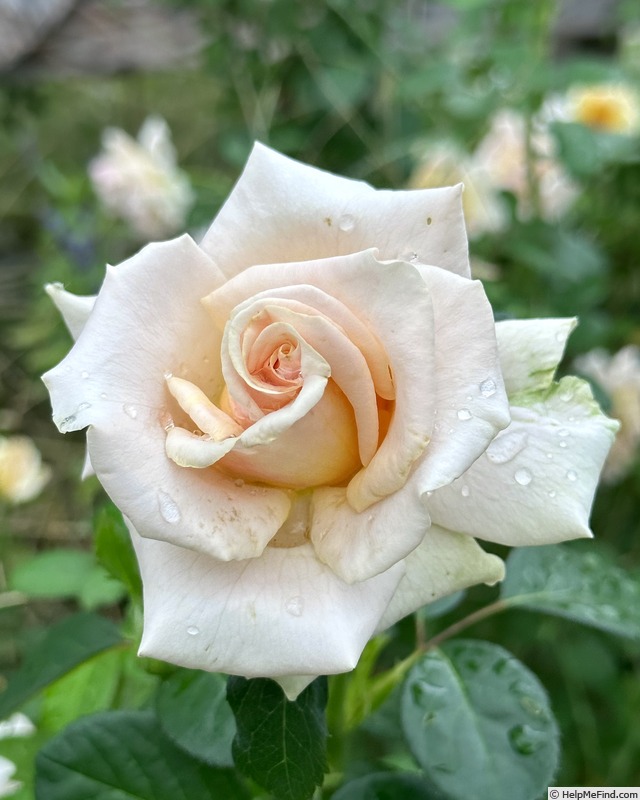 'Devotion (floribunda, Jalbert, 2014)' rose photo