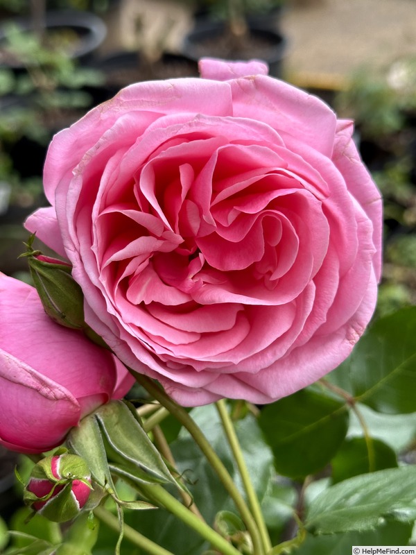 'William P.J. McCarthy' rose photo