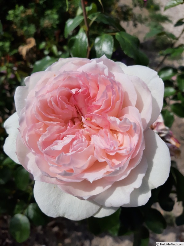 'EVEdenard' rose photo