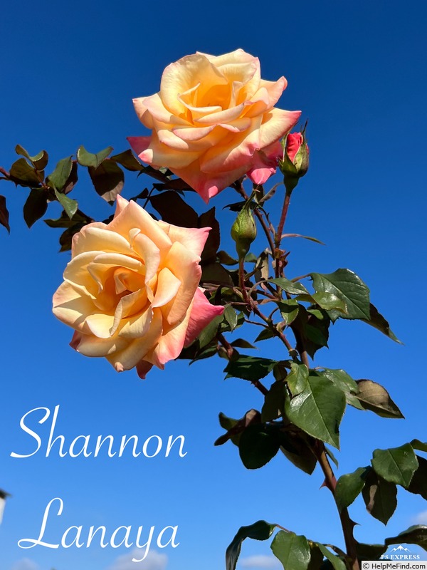 'Shannon Lanaya' rose photo