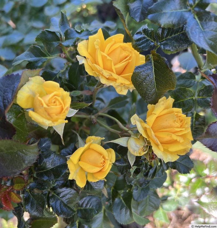 'Golden Slumbers' rose photo