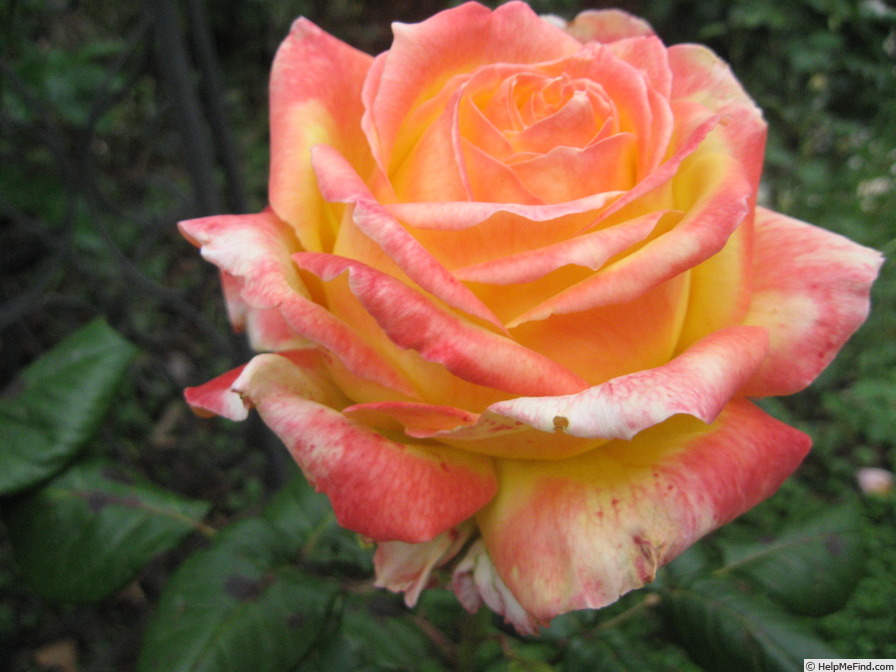 'Fragrant Peace' rose photo