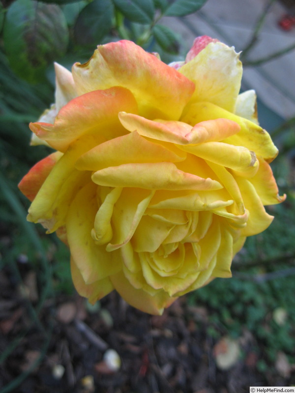 'Fragrant Peace' rose photo