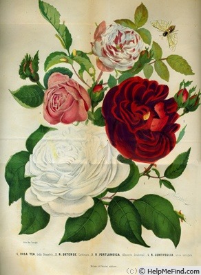 'Carbonara (gallica, syn. Aigle Noir)' rose photo