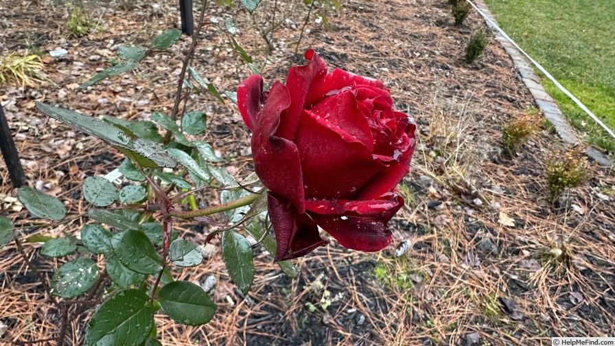 'Desmond Tutu Sunbelt ®' rose photo