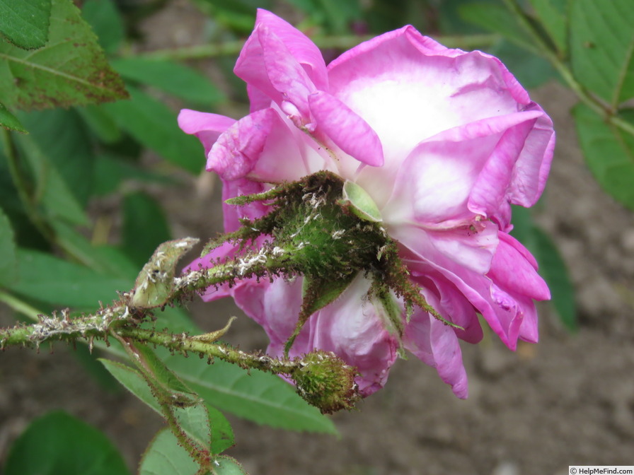 'Eugène Verdier (moss, Verdier, 1872)' rose photo