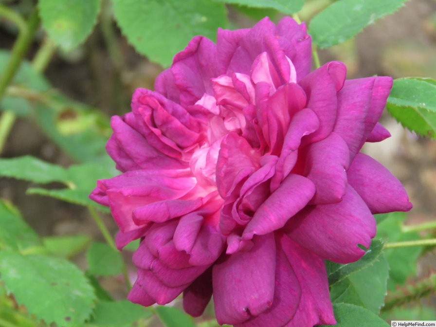 'James Veitch (perpetual moss, E. Verdier, 1864)' rose photo