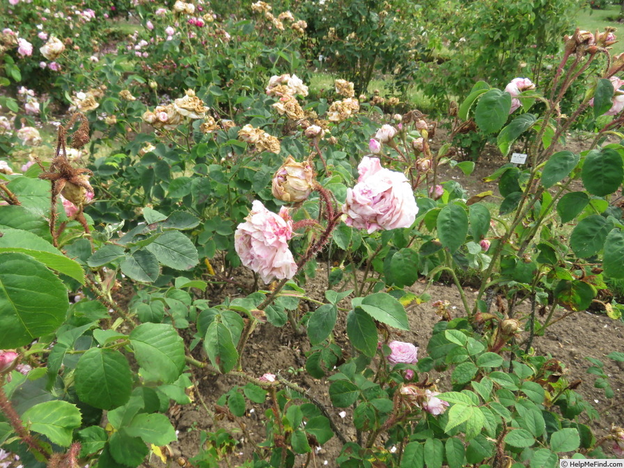 'Cumberland Belle' rose photo