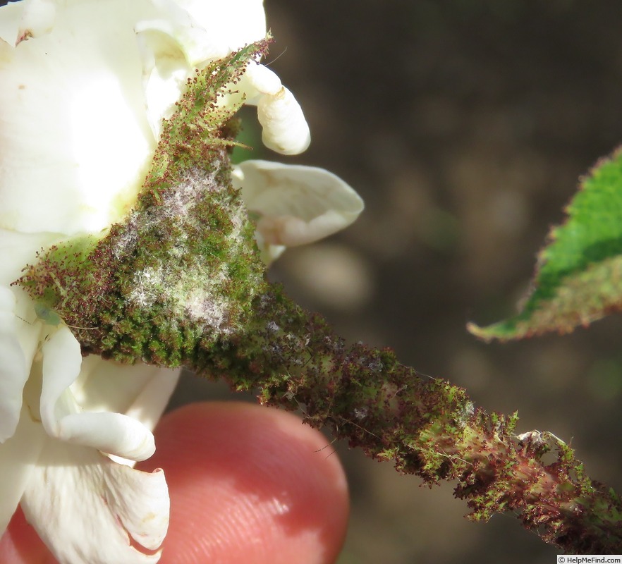 'La Neige (moss, Moranville, 1905)' rose photo