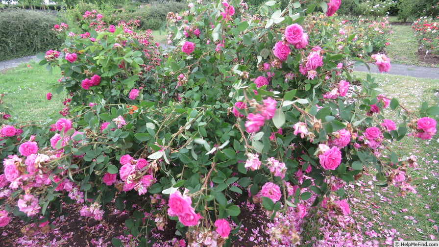 'Madame de la Roche-Lambert' rose photo