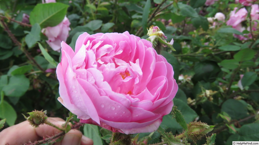 'Jeanne de Montfort' rose photo