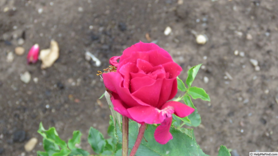 'Böhmuv Triumph' rose photo