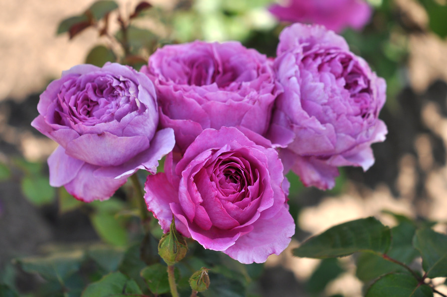 'Adore Aroma™ Sense Of Love®' rose photo