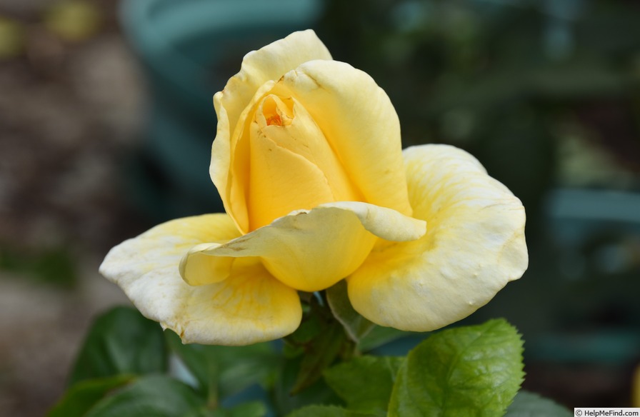 'Moon Glow (hybrid tea, Richardier before 2006)' rose photo