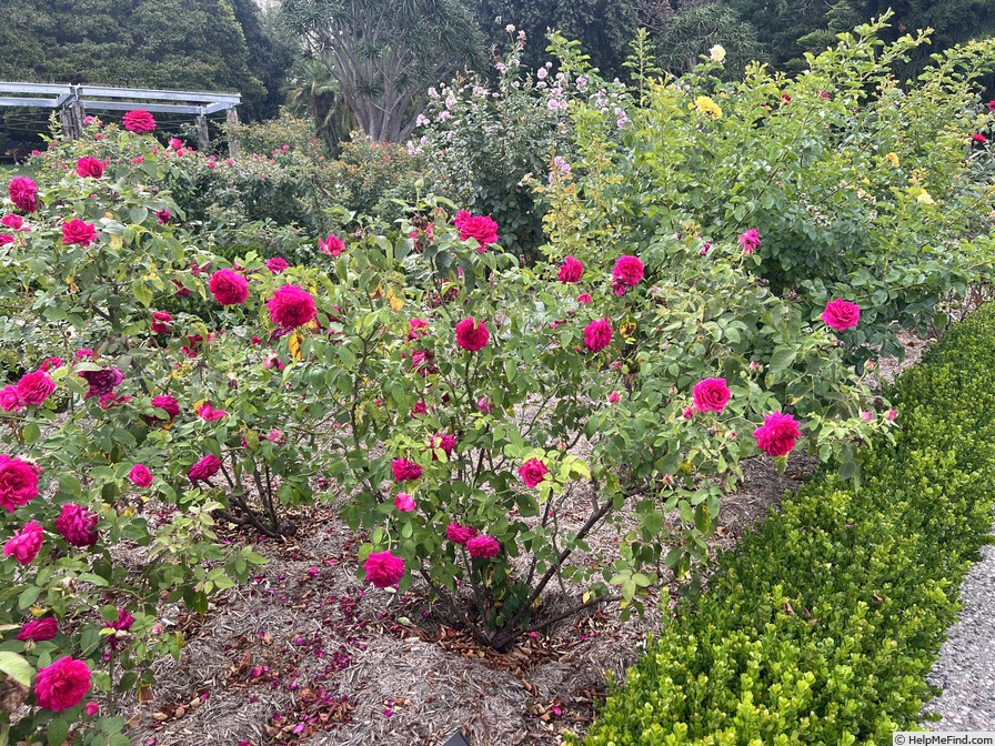 'Lady Endo' rose photo