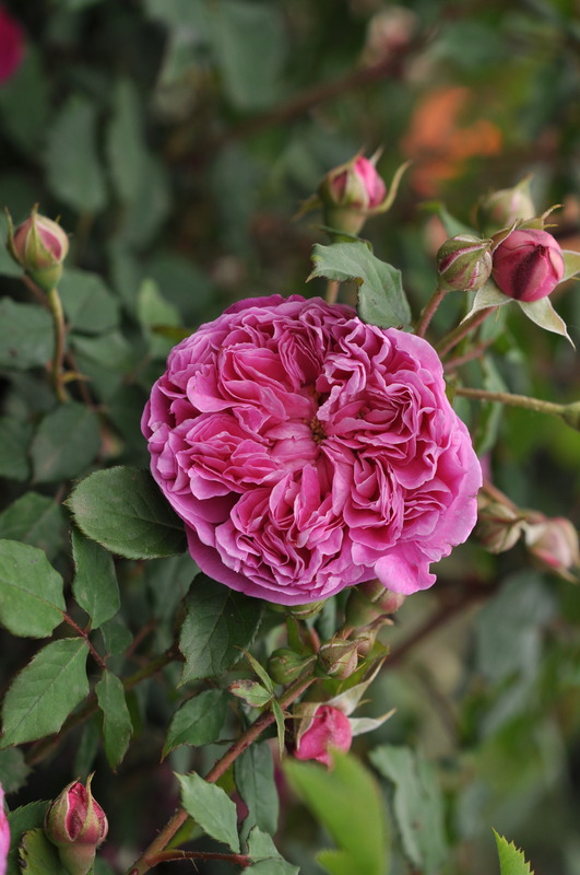 'Zora Frayla' rose photo