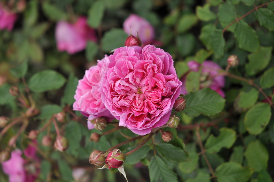 'Zora Frayla' rose photo