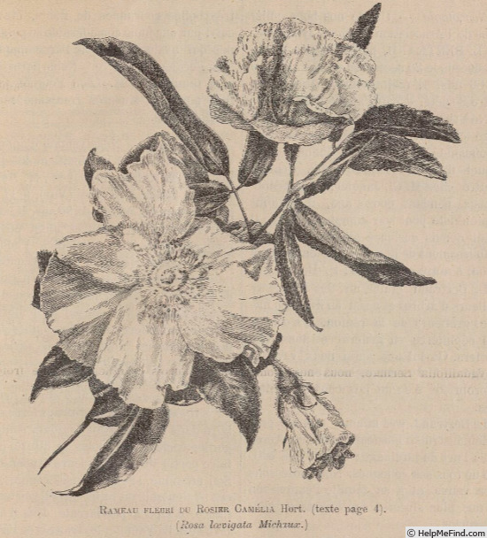 'Camellia Rose (species)' rose photo