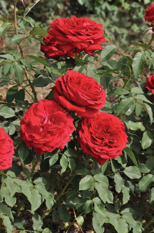 'Cherry™ Vaza ®' rose photo