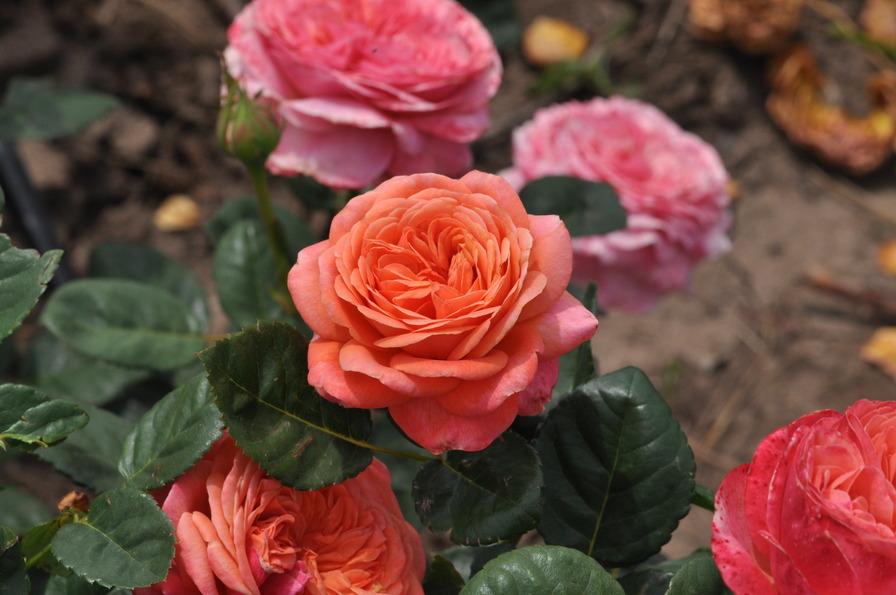 'Peach Vaza ®' rose photo