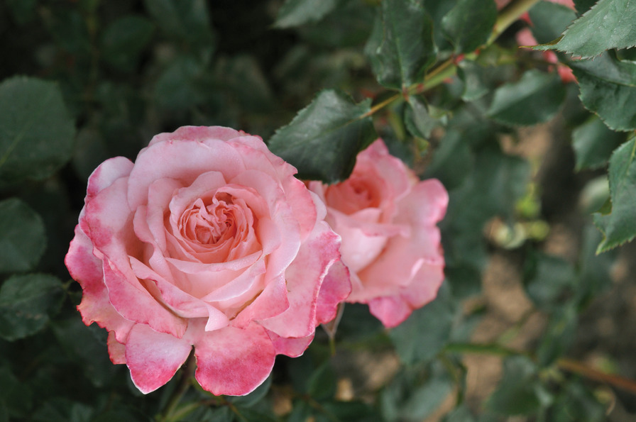 'Picotee Vaza ®' rose photo