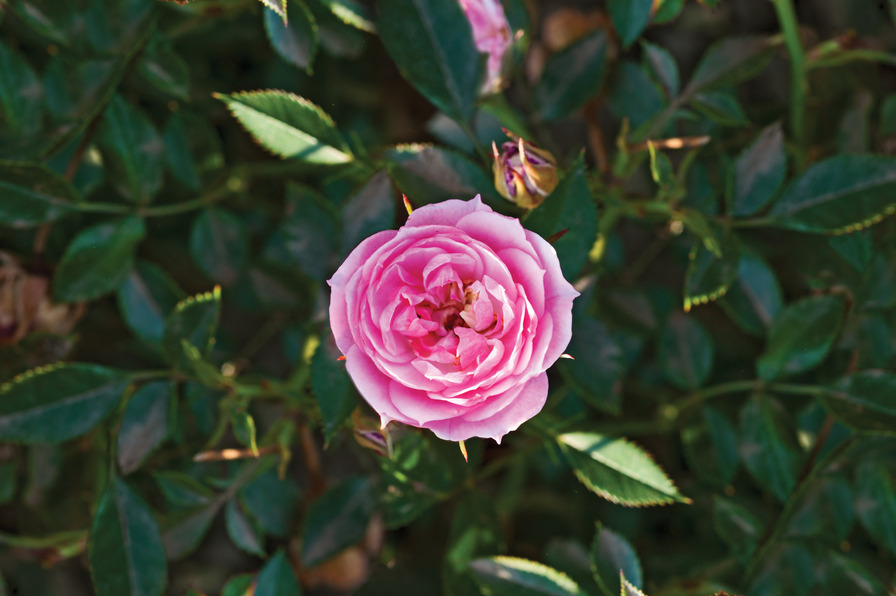 'Pixie Blush' rose photo