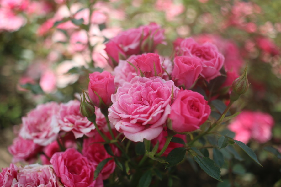 'Asteria Pixie ®' rose photo