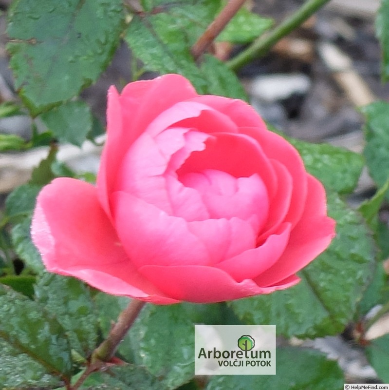 'Gartenprinzessin Marie-José ®' rose photo