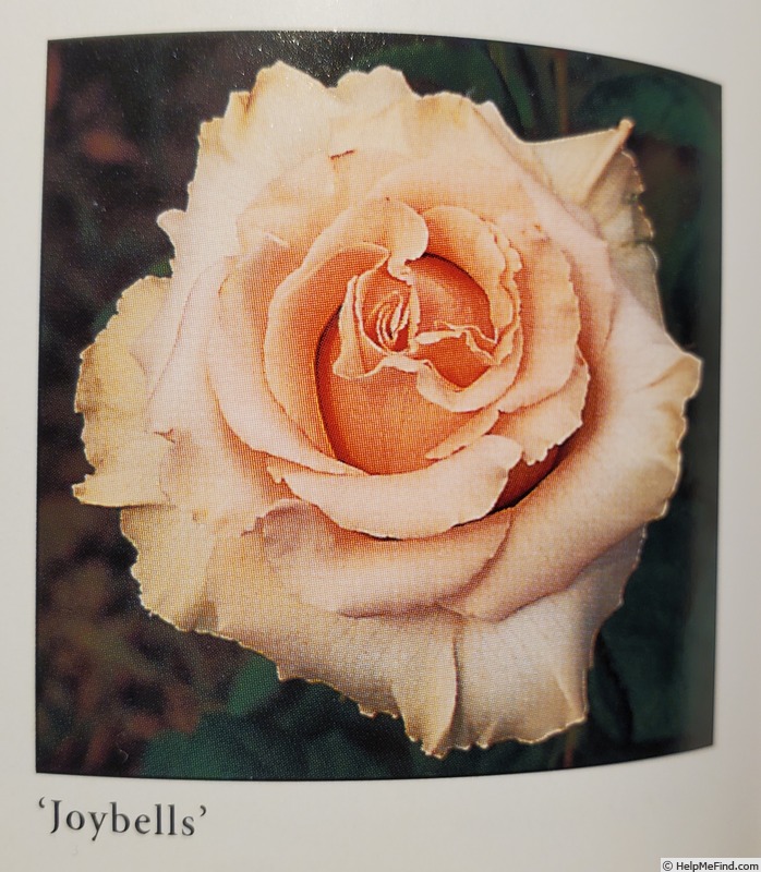 'Joybells (floribunda, Robinson, 1961)' rose photo