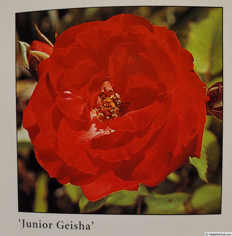 'Junior Geisha' rose photo