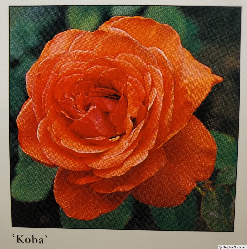'Koba' rose photo