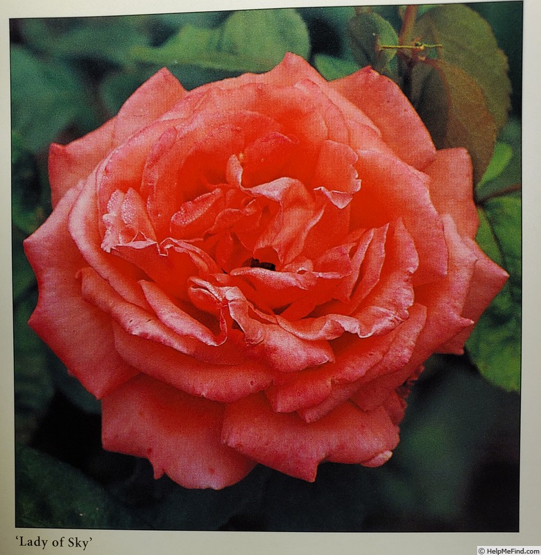 'Lady of Sky' rose photo