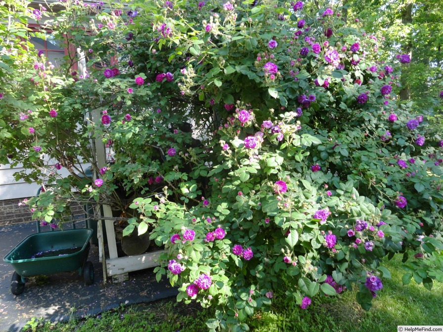 'Seven Sisters (Hybrid Multiflora, 1817)' rose photo