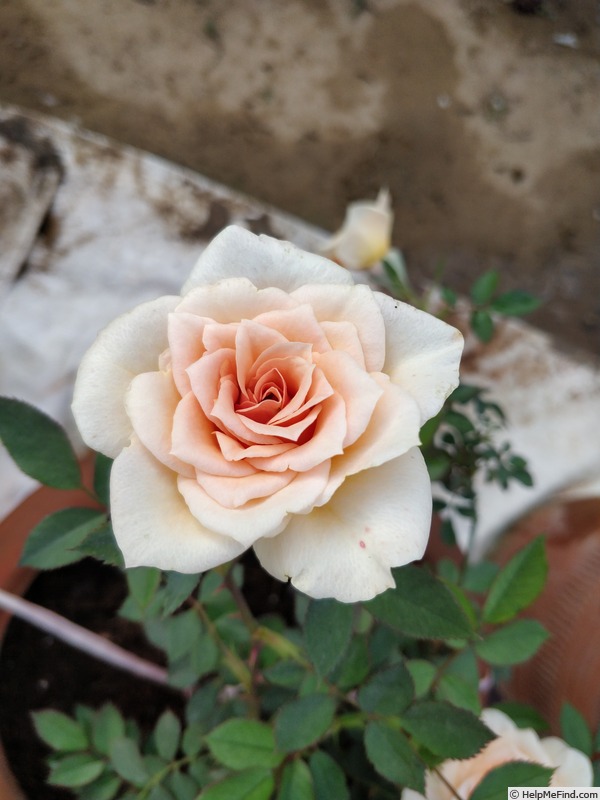 'Jean Kenneally' rose photo