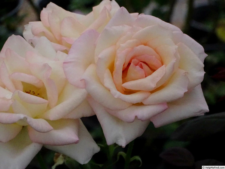 'Anne Morrow Lindbergh' rose photo