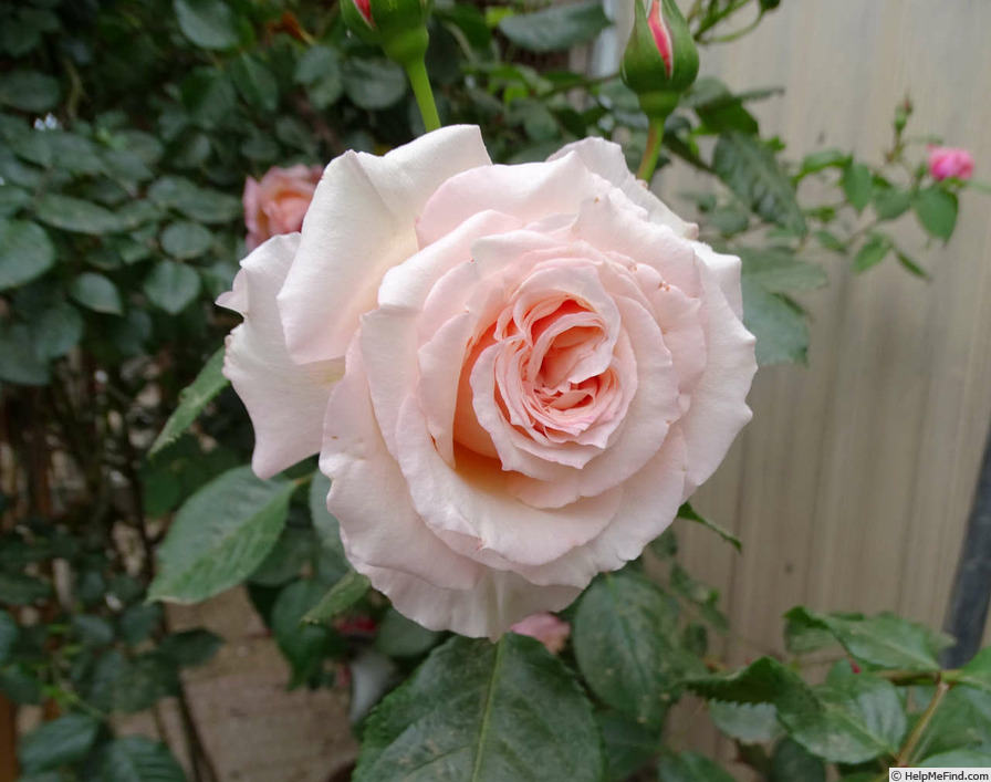 'Barock ® (climber, Evers/Tantau, 1999)' rose photo