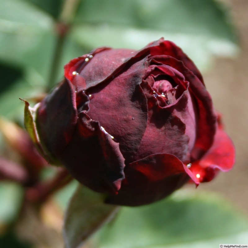 'Avatar' rose photo