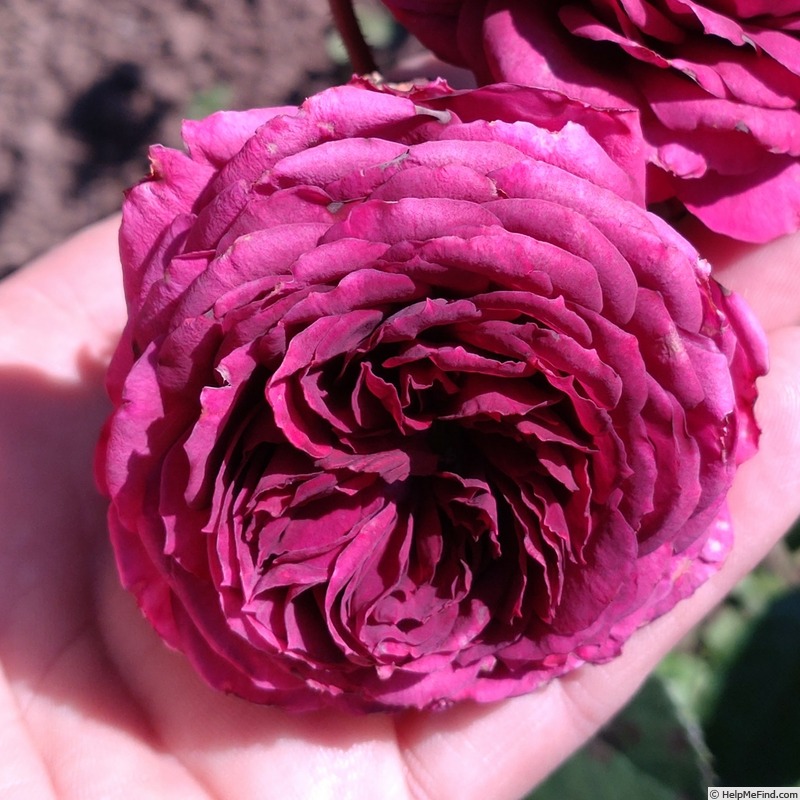 'Avatar' rose photo