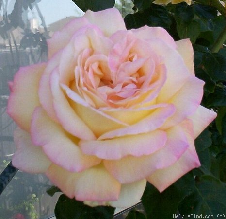 'Climbing Peace' rose photo