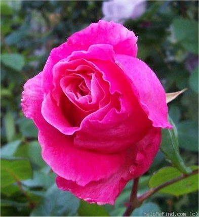 'Miss All-American Beauty' Rose