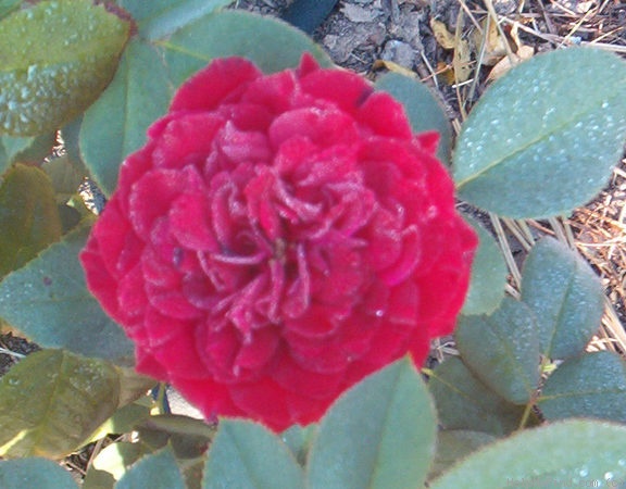 'Dame de Coeur' rose photo